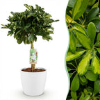 🌿 Schefflera Gold Capelle (Fingerbaum) – Ø 21 cm, 70–81 cm