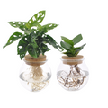 Bolglas Duo: Monstera Adansonii & Clusia – Natur pur im Glas