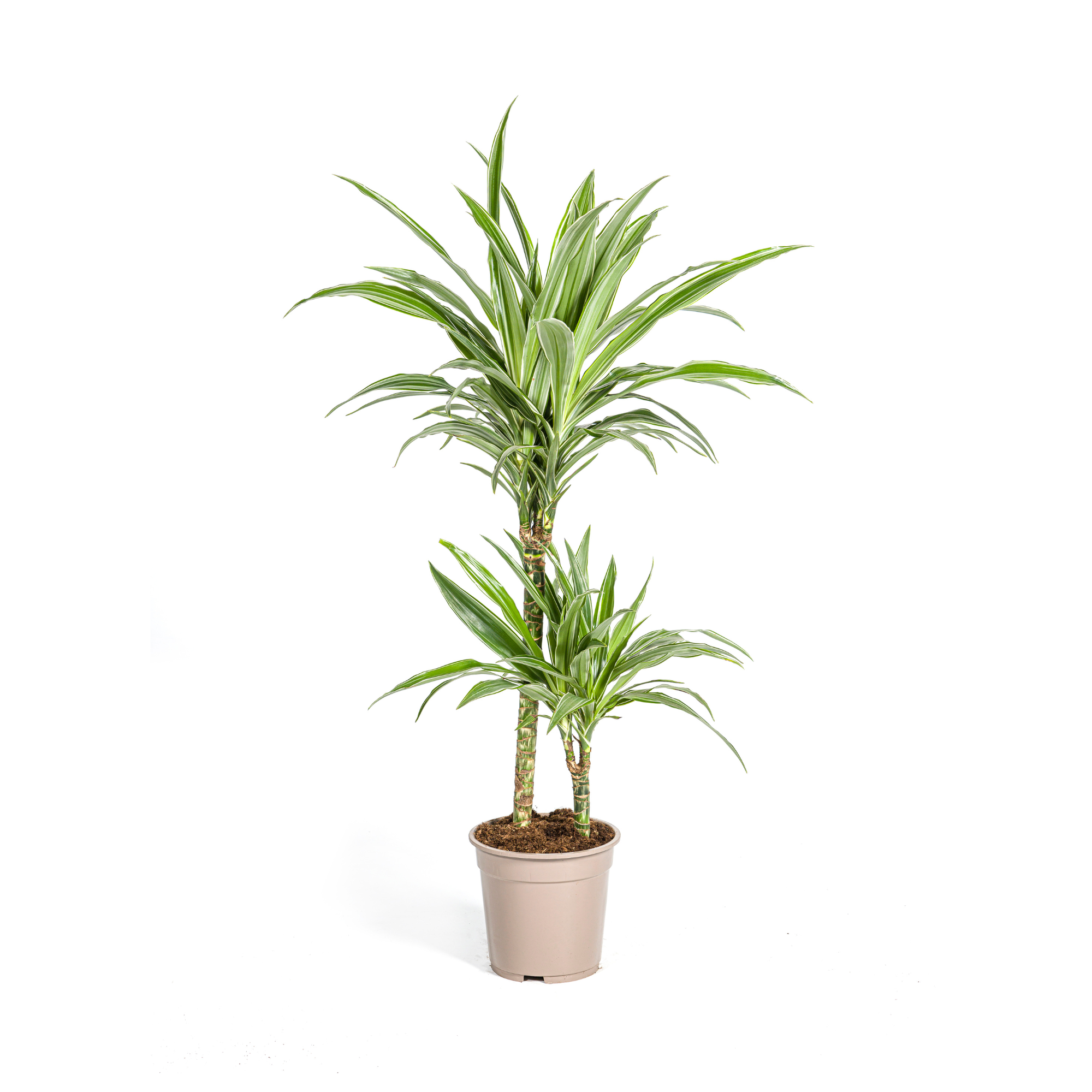 Dracaena 'White Stripe' – Zeitlose Eleganz mit Biss