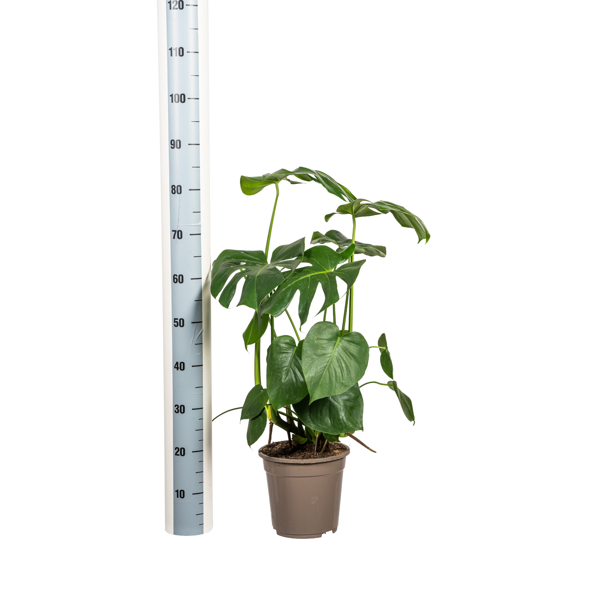 Monstera Deliciosa Tauerii mit Korb Ø21cm - ↕70 - 90cm