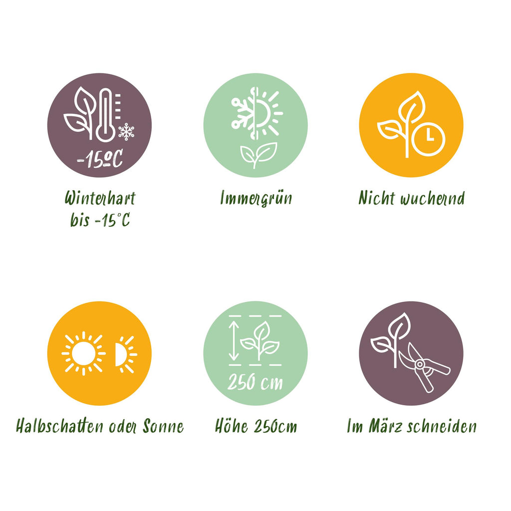 Bambus (Fargesia rufa) x2