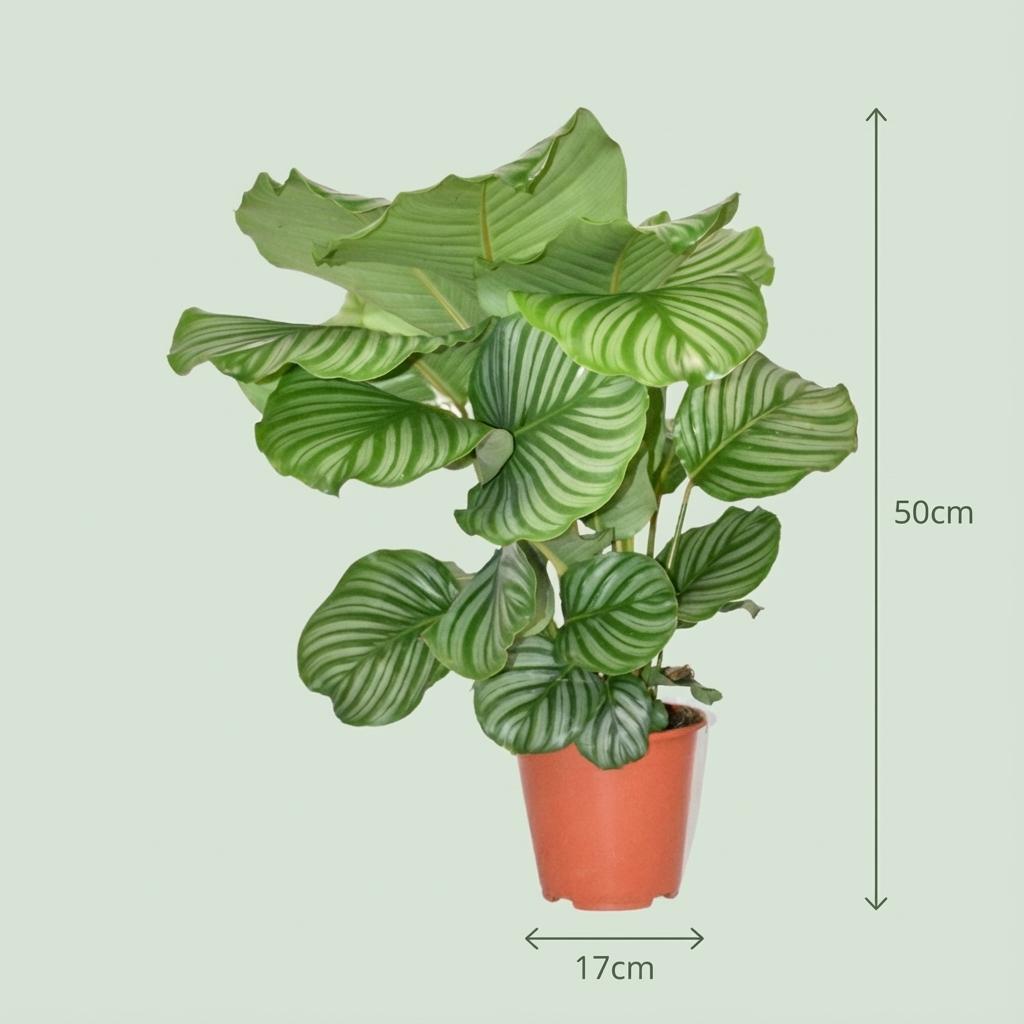 Calathea orbifolia – Die Stilikone mit den XXL-Blättern