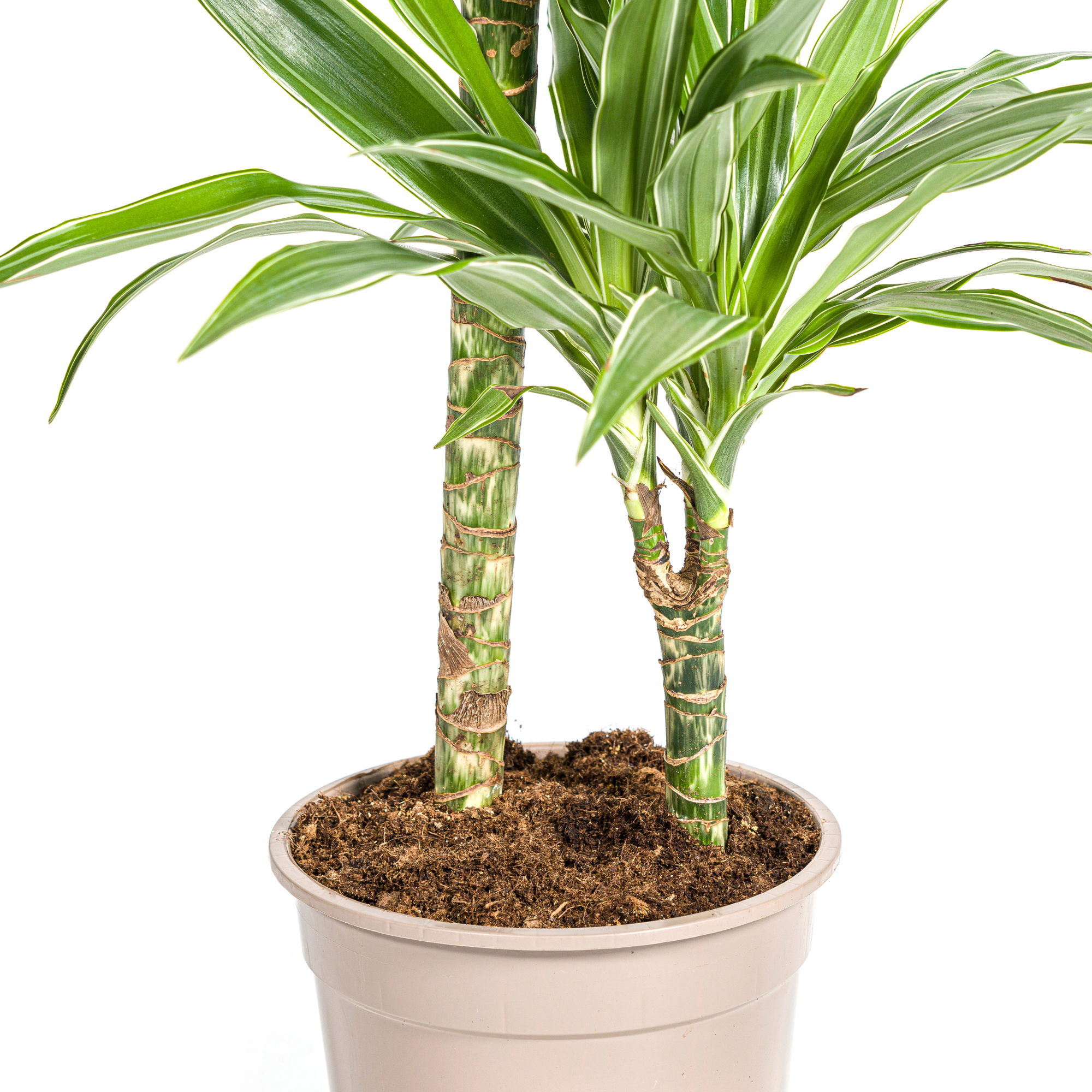 Dracaena 'White Stripe' – Zeitlose Eleganz mit Biss