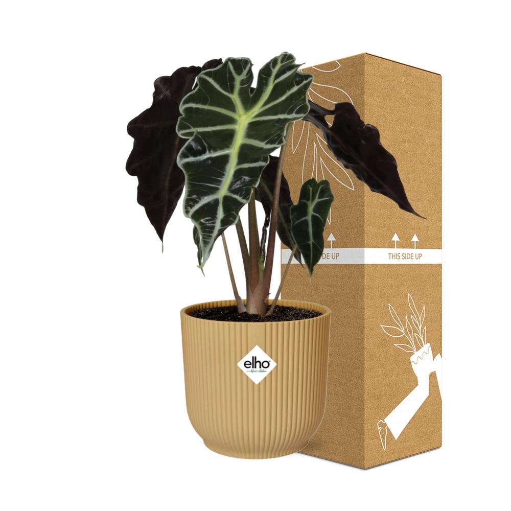 Alocasia Polly – Ø 14 cm, ELHO Vibes Fold Gelb