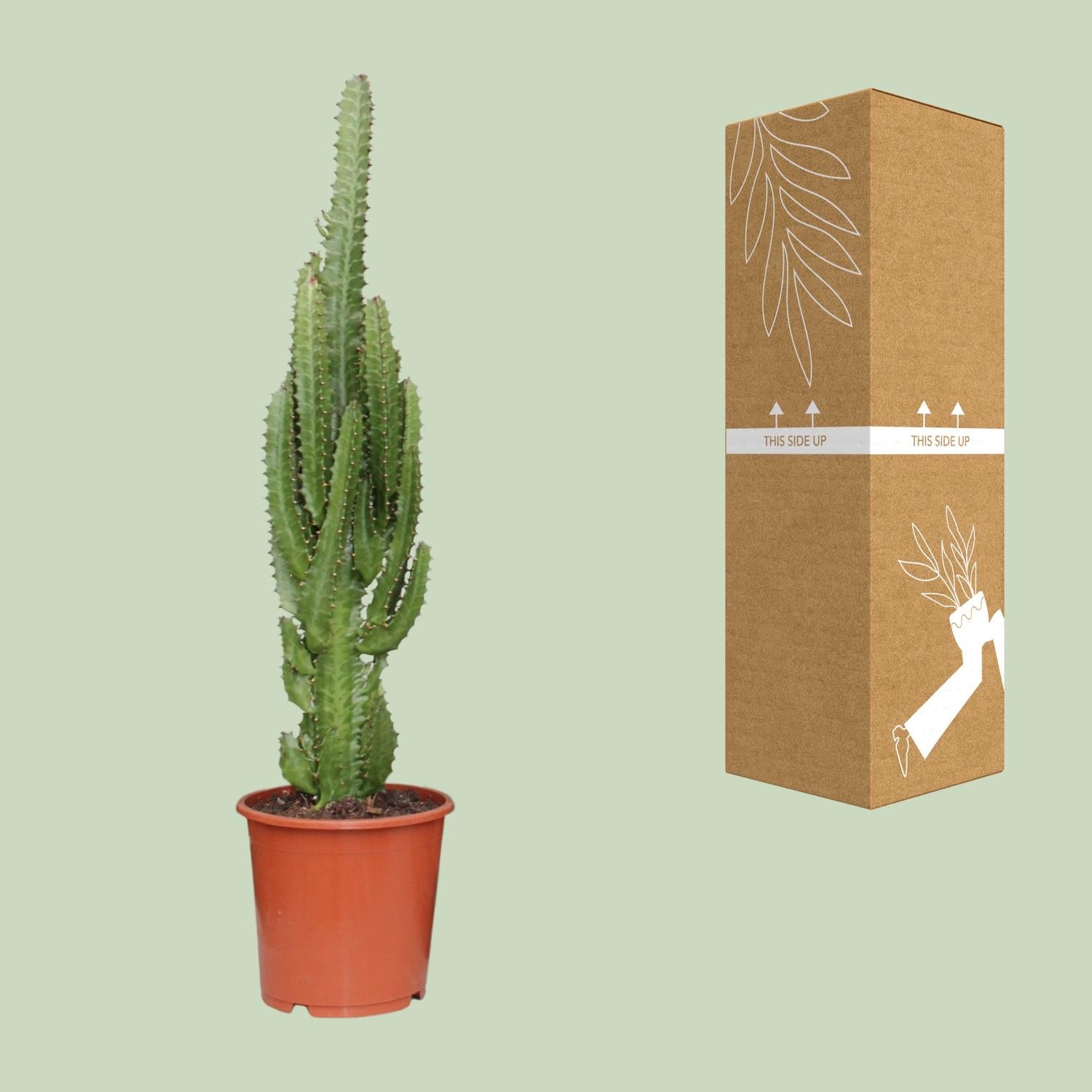 Euphorbia Trigona – Der dreikantige afrikanische Milchbaum