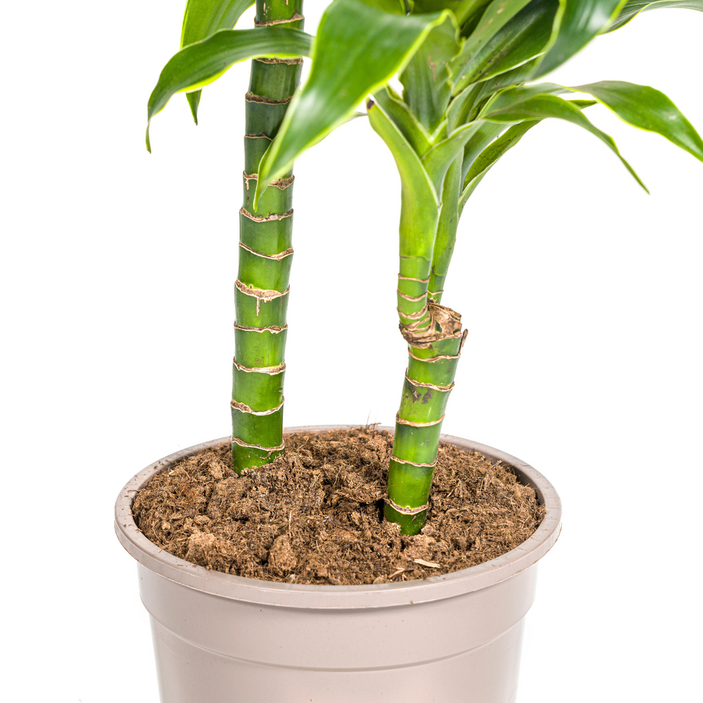 Dracaena 'Dorado' – Der Drachenbaum mit dem frischen Twist