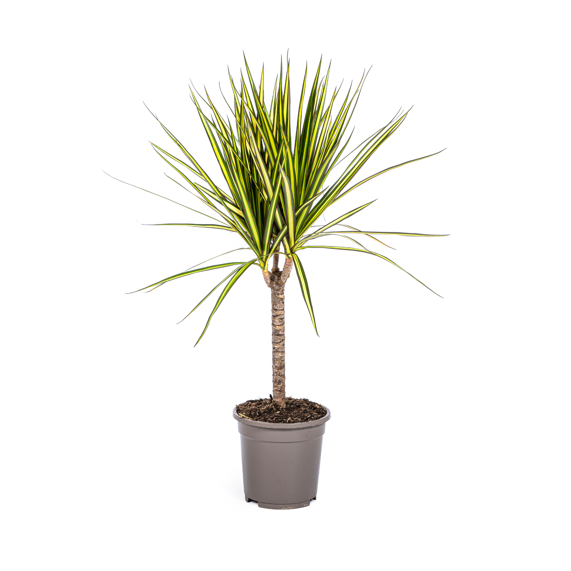Dracaena 'Sunray' – Das sonnige Highlight unter den Drachenbäumen