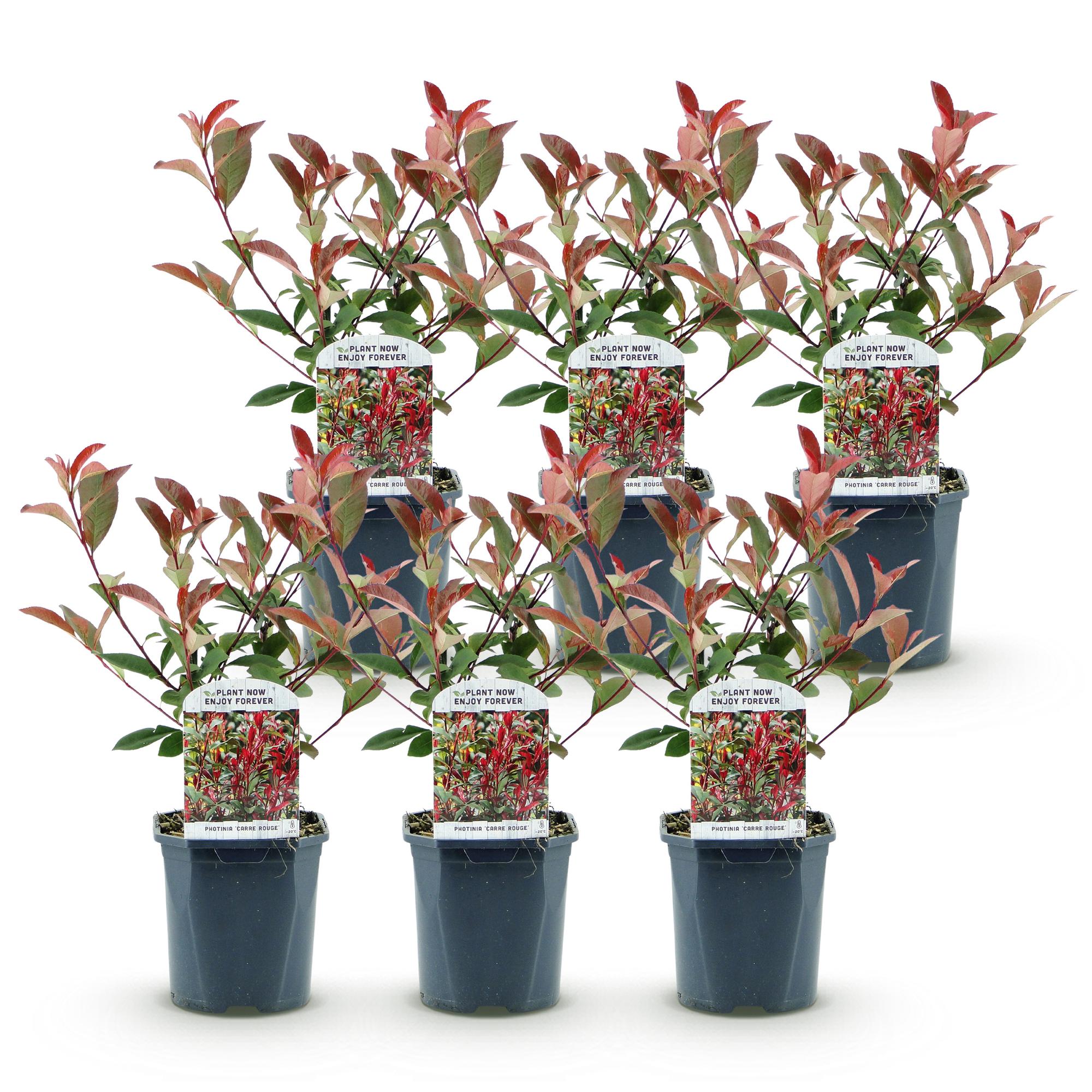 Glanzmispel 6x 'Carré Rouge' (Photinia fraseri)