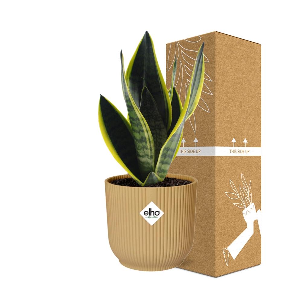 Sansevieria Futura Superba Inkl. Topf Gelb