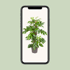 Monstera Minima - Ø19cm - ↕80cm