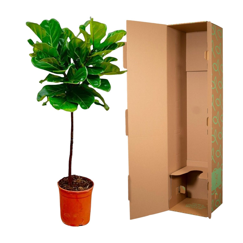 Ficus Lyrata am Stamm – Der Designer-Baum für dein Zuhause