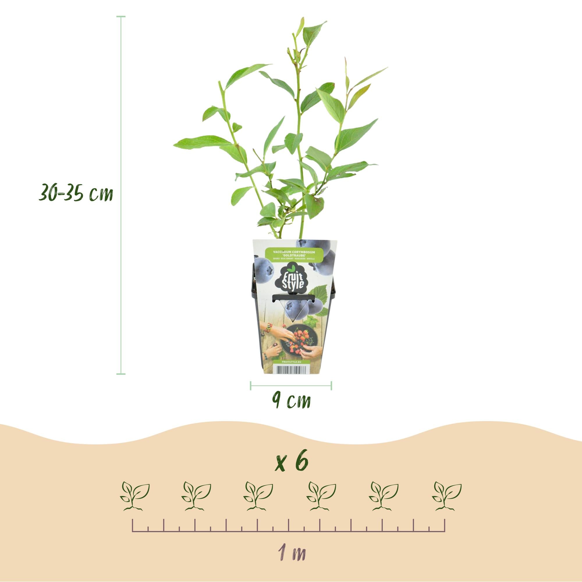 Blaubeere 'Goldtraube' – Der Klassiker für reiche Ernten im 3er-Set