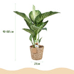 Dieffenbachia Tropic Snow – Ø 21 cm, 90–100 cm