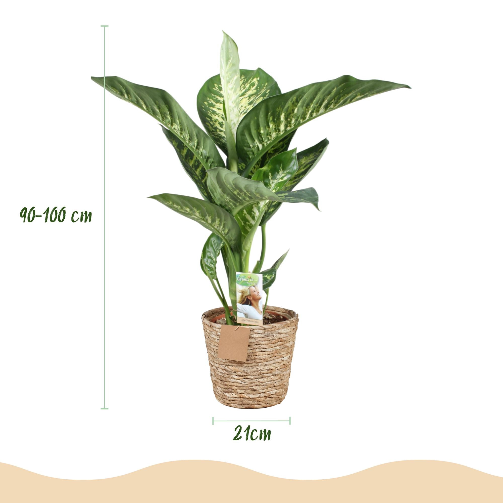Dieffenbachia Tropic Snow – Ø 21 cm, 90–100 cm