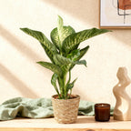 Dieffenbachia Tropic Snow – Ø 21 cm, 90–100 cm