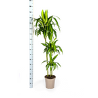 Dracaena 'Hawaiian Sunshine' & Korb – Ein Stück Sonne für dein Zimmer 140cm
