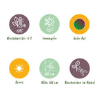 Winterharte Banane 'Red Tiger' – Tropenflair im 4er-Set