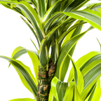 Dracaena 'Lemon Lime' – Der leuchtende Farbtupfer