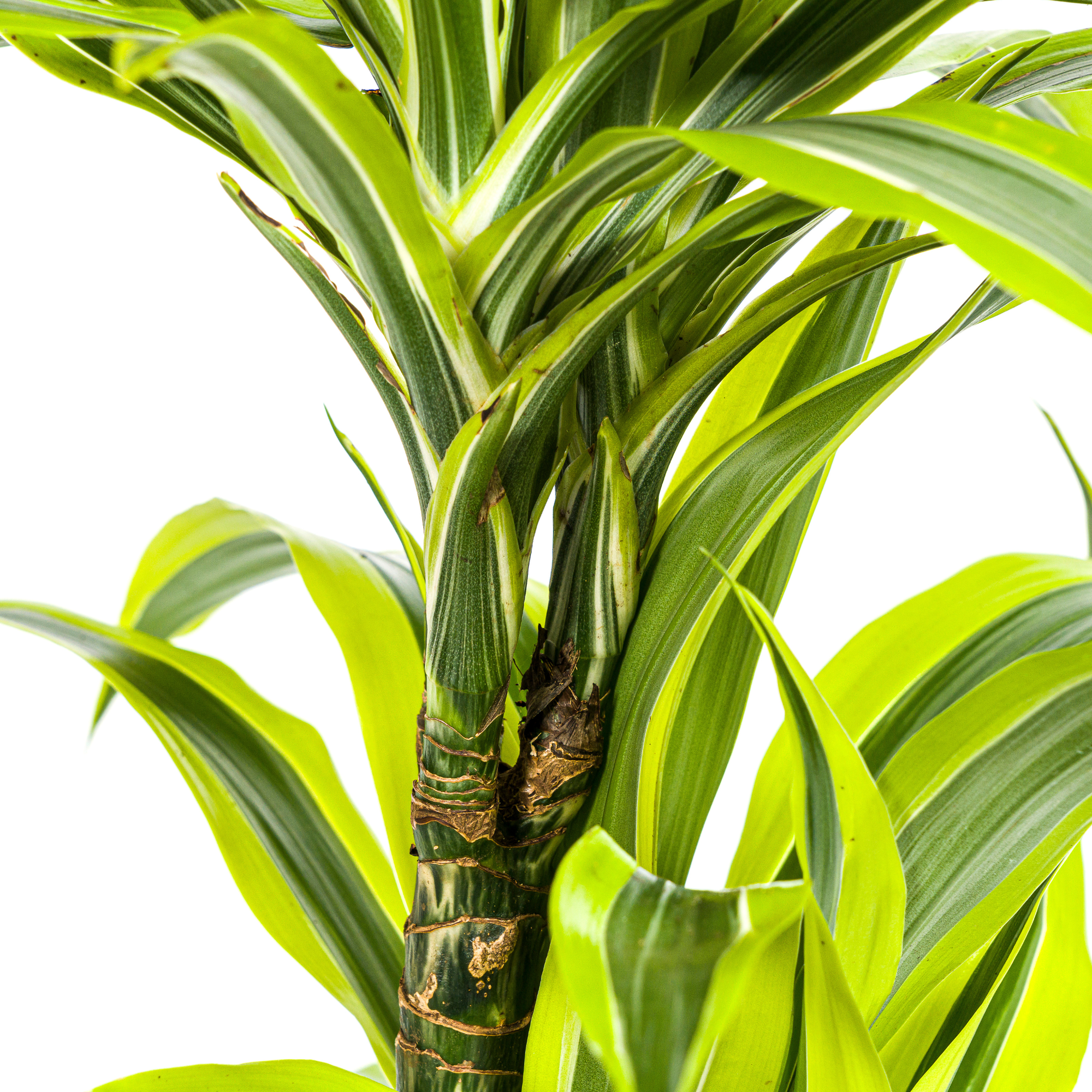 Dracaena 'Lemon Lime' – Der leuchtende Farbtupfer