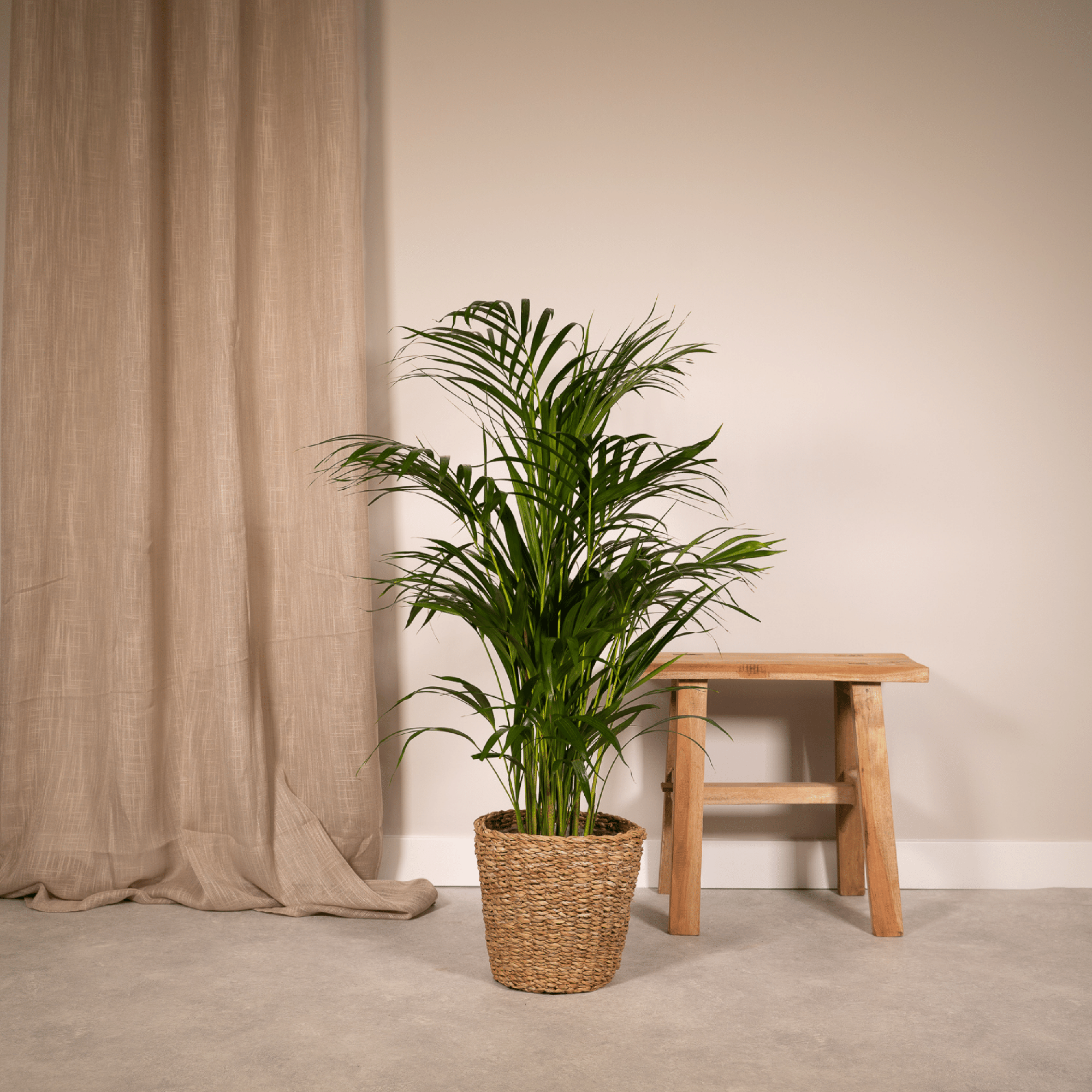 Areca-Palme (Goldfruchtpalme) – Dein natürlicher Luftfilter