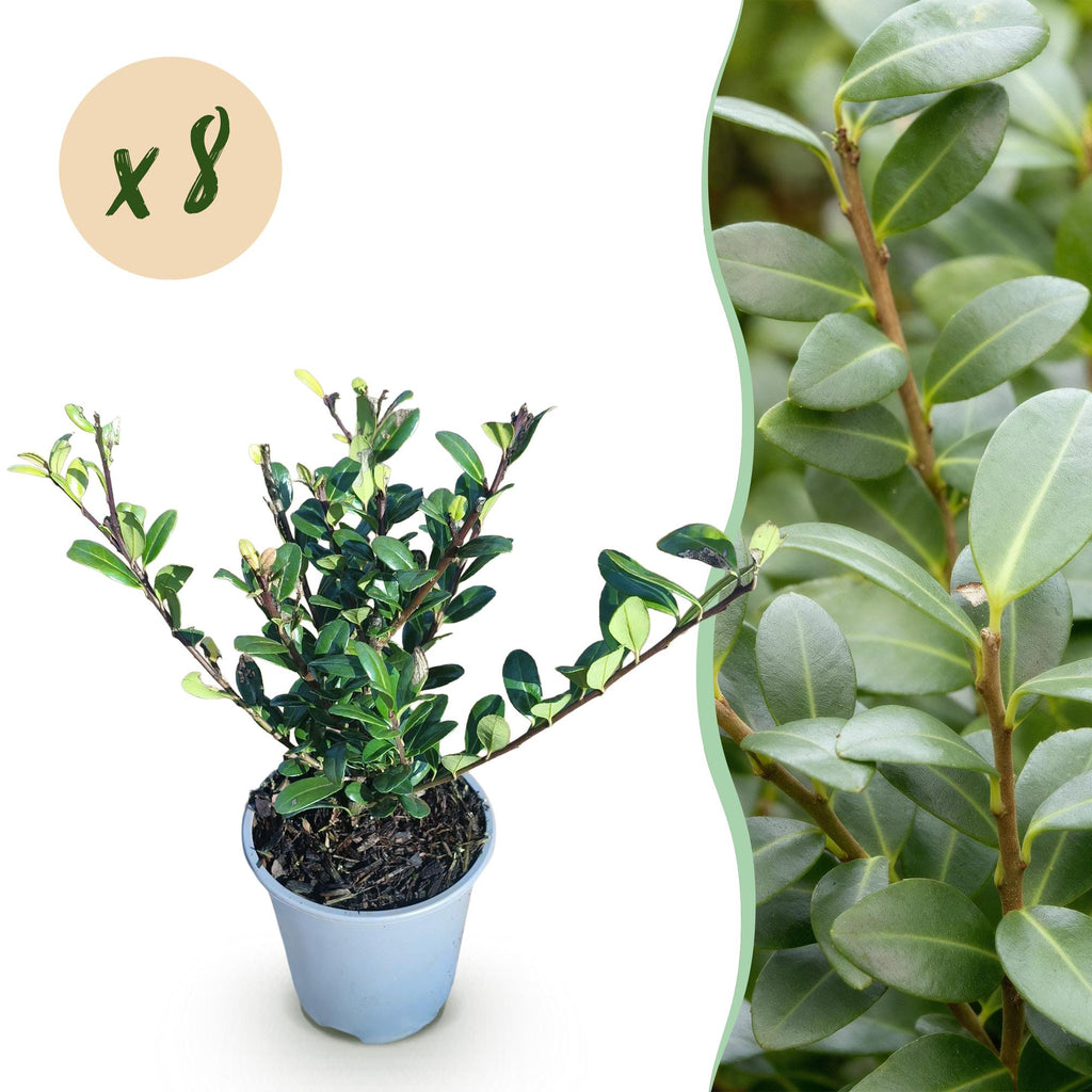 Ilex crenata 'Caroline Upright' – Die perfekte Alternative zum Buchsbaum