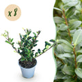 Ilex crenata 'Caroline Upright' – Die perfekte Alternative zum Buchsbaum