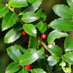 Ilex meserveae 'Blue Maid' – Die edle Blaue Heckenkirsche