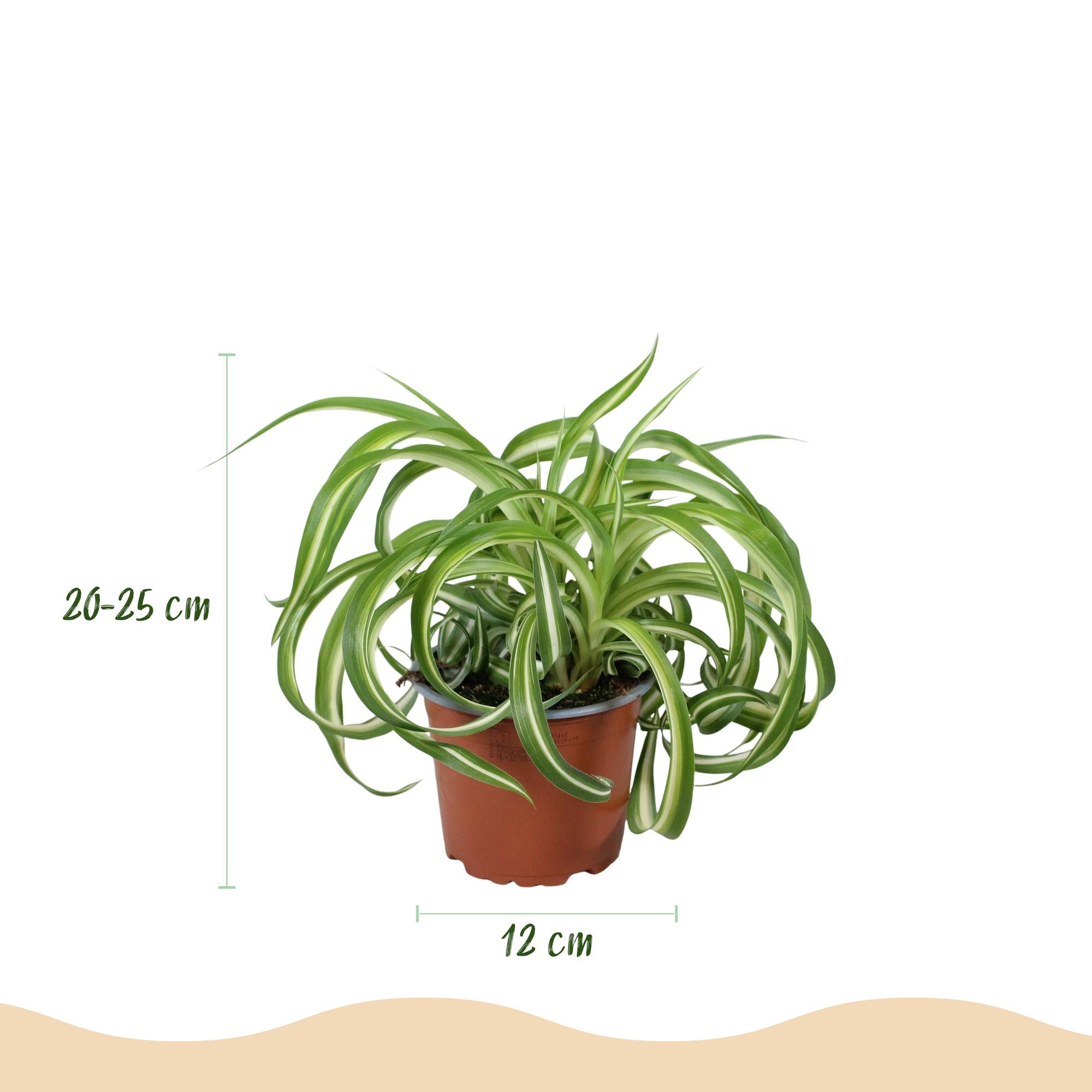 🌿 Chlorophytum comosum Bonnie (Grünlilie) – Ø 12 cm, 20–25 cm