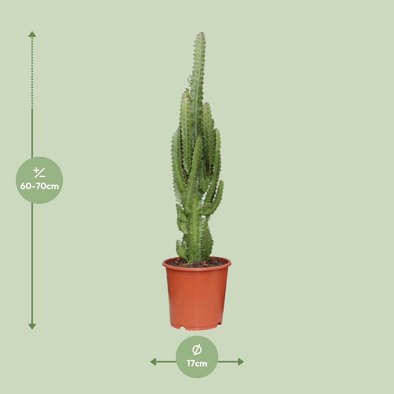 Euphorbia Trigona – Der dreikantige afrikanische Milchbaum