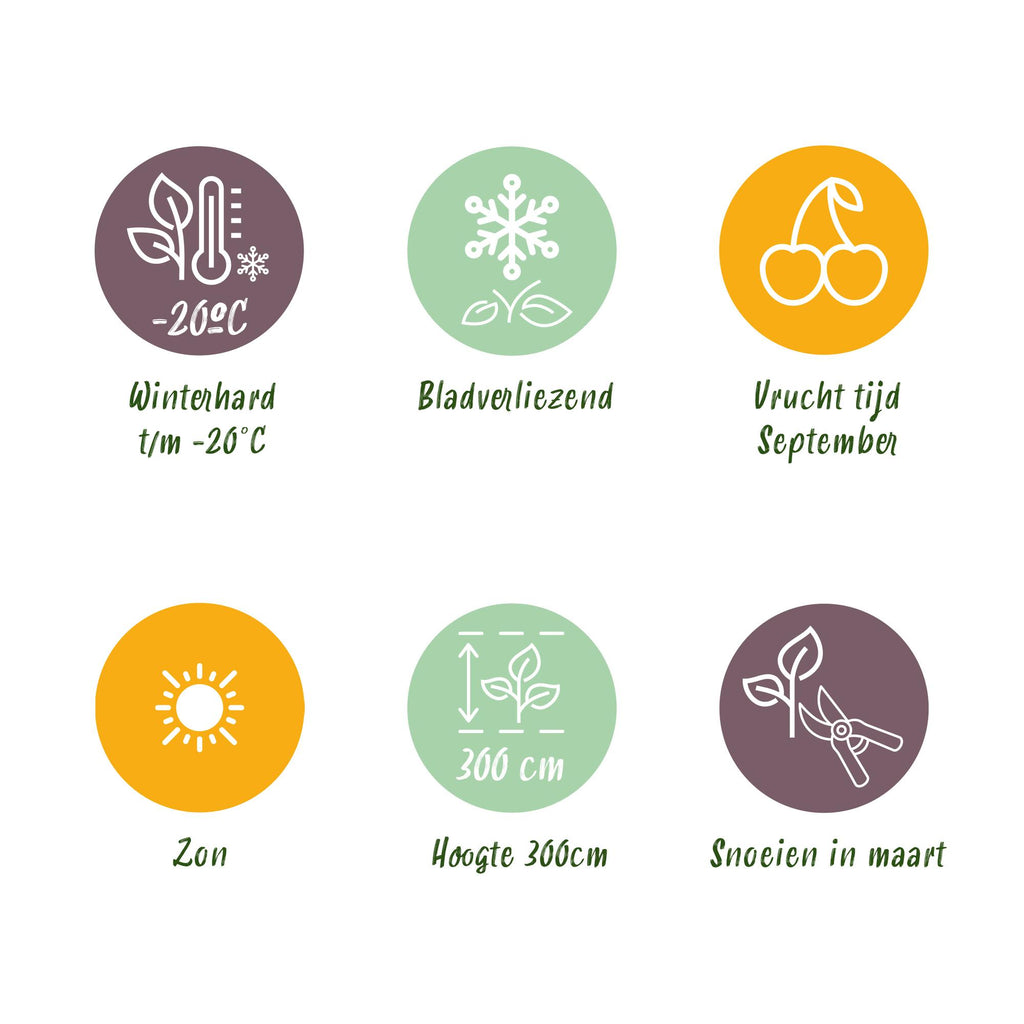 Apfelbaum Jonagold - Malus domestica - Gelbgrüner Apfel - Höhe 90 cm - Topf 21 cm