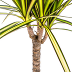 Dracaena 'Sunray' – Das sonnige Highlight unter den Drachenbäumen