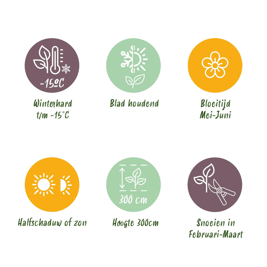 Ilex meserveae 'Blue Maid' – Die edle Blaue Heckenkirsche