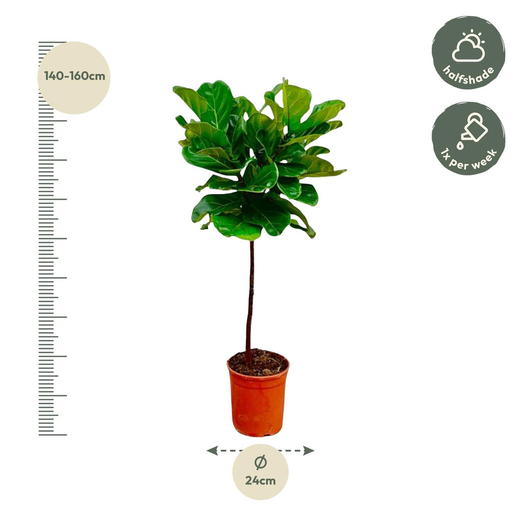 Ficus Lyrata am Stamm – Der Designer-Baum für dein Zuhause