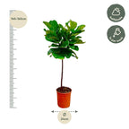 Ficus Lyrata am Stamm – Der Designer-Baum für dein Zuhause