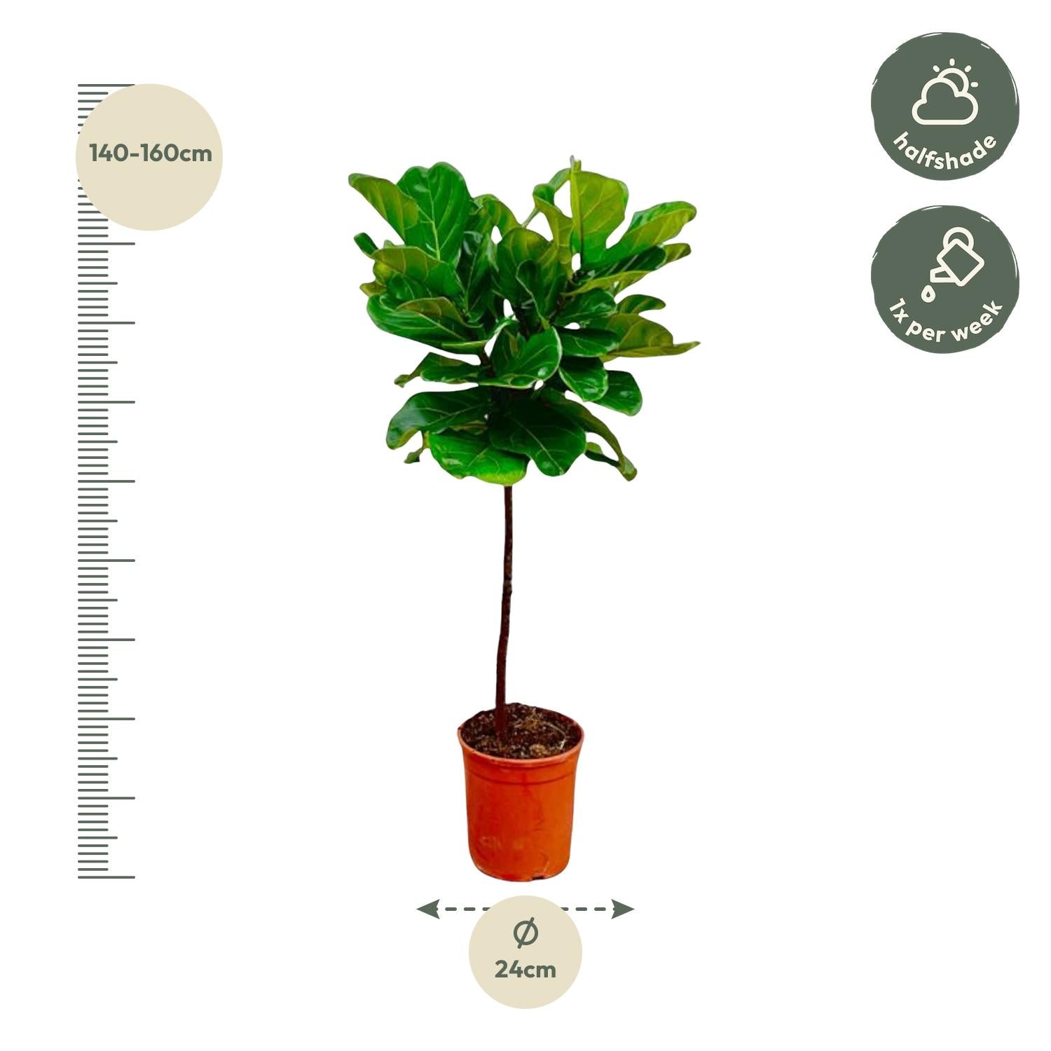 Ficus Lyrata am Stamm – Der Designer-Baum für dein Zuhause