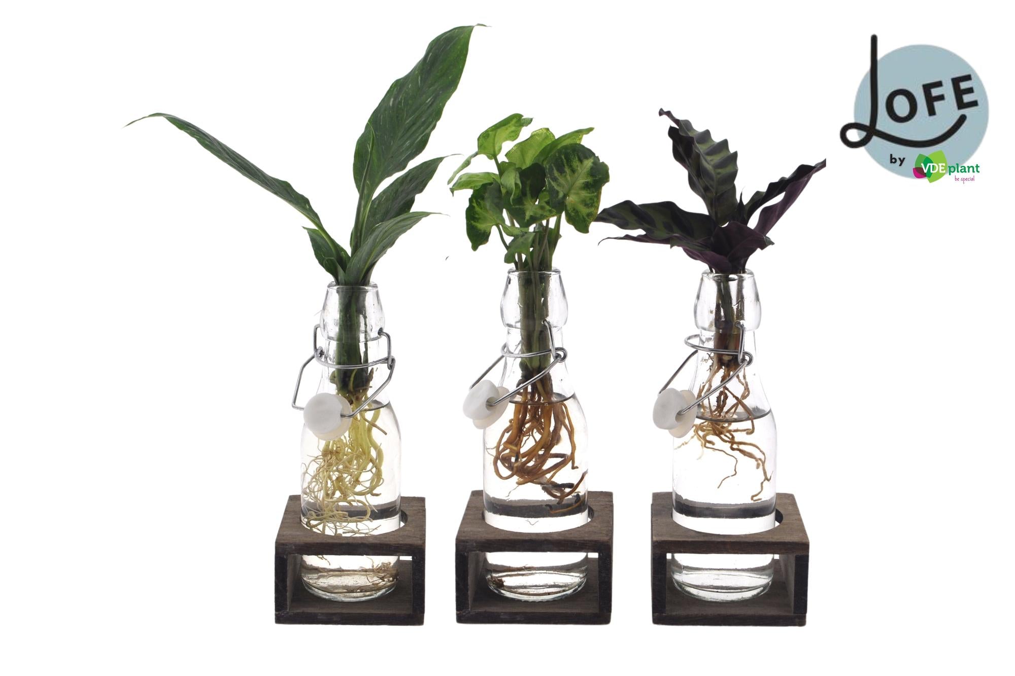 Intenz Mix im Ann Glas – Minimalistisches Design trifft lebendiges Grün