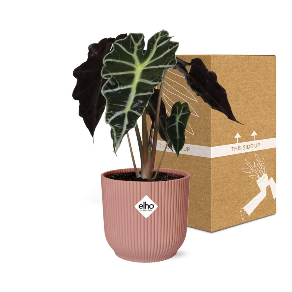 Alocasia Polly – Ø 14 cm, ELHO Vibes Fold Rosa