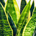 Sansevieria Laurentii – Schwiegermutterzunge inkl. Korb – Höhe 60-70 cm – Pflegeleicht
