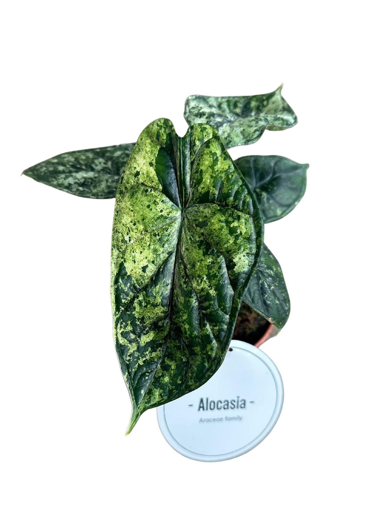 Alocasia Dragon Scale Variegata – Ø 12 cm, 25 cm