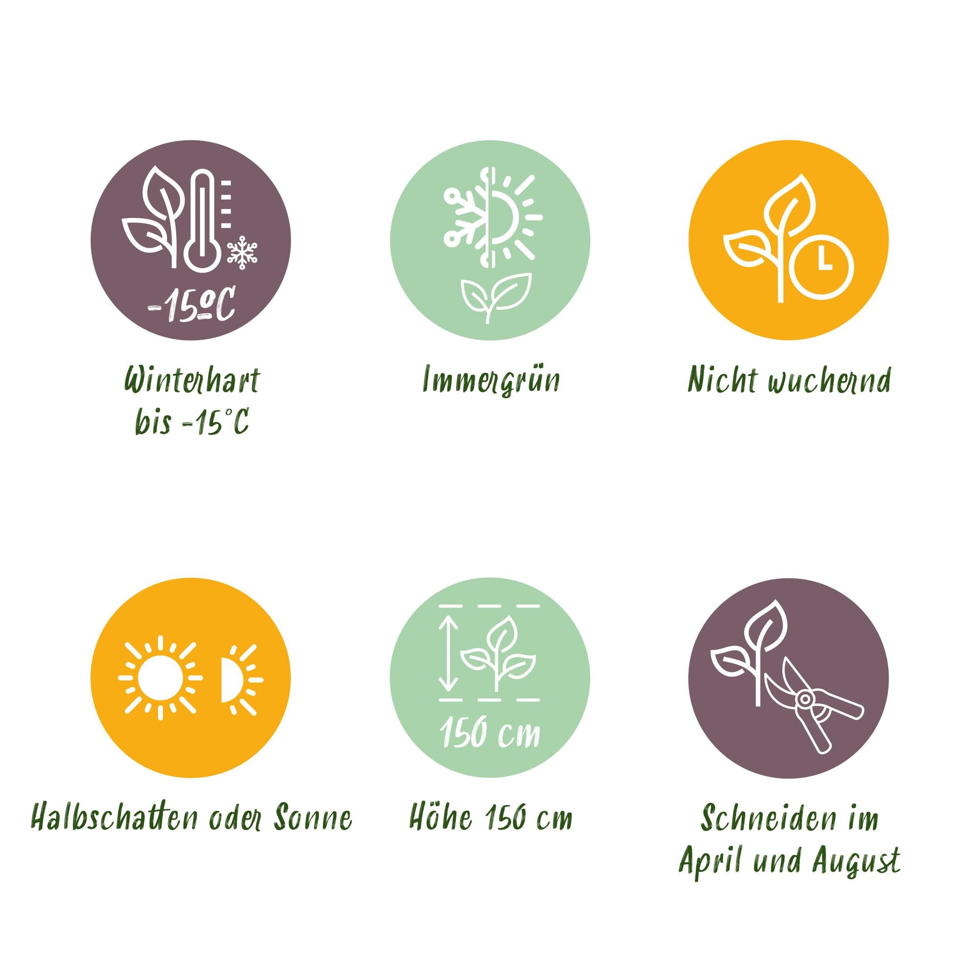 Ilex crenata 'Caroline Upright' – Die perfekte Alternative zum Buchsbaum