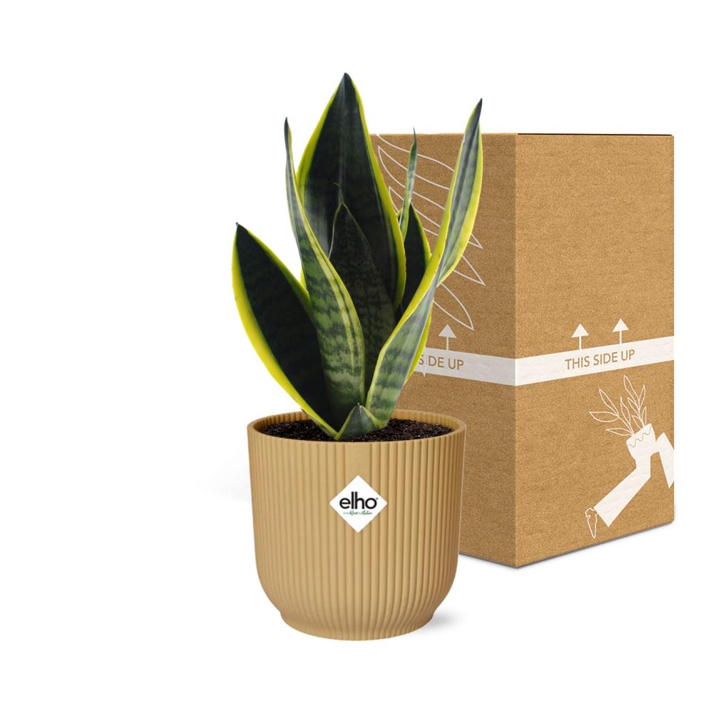 Sansevieria Futura Superba Inkl. Topf Gelb