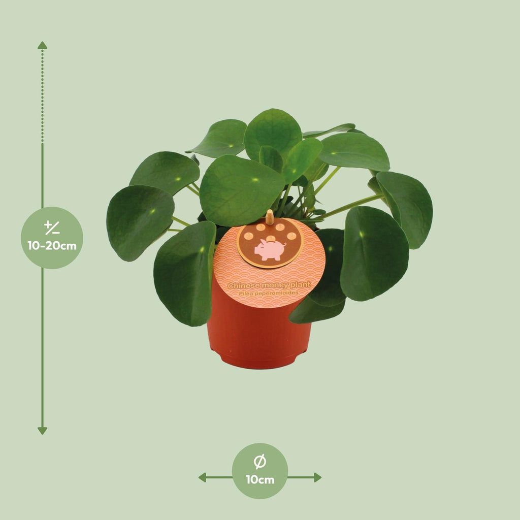 Pilea Peperomioides