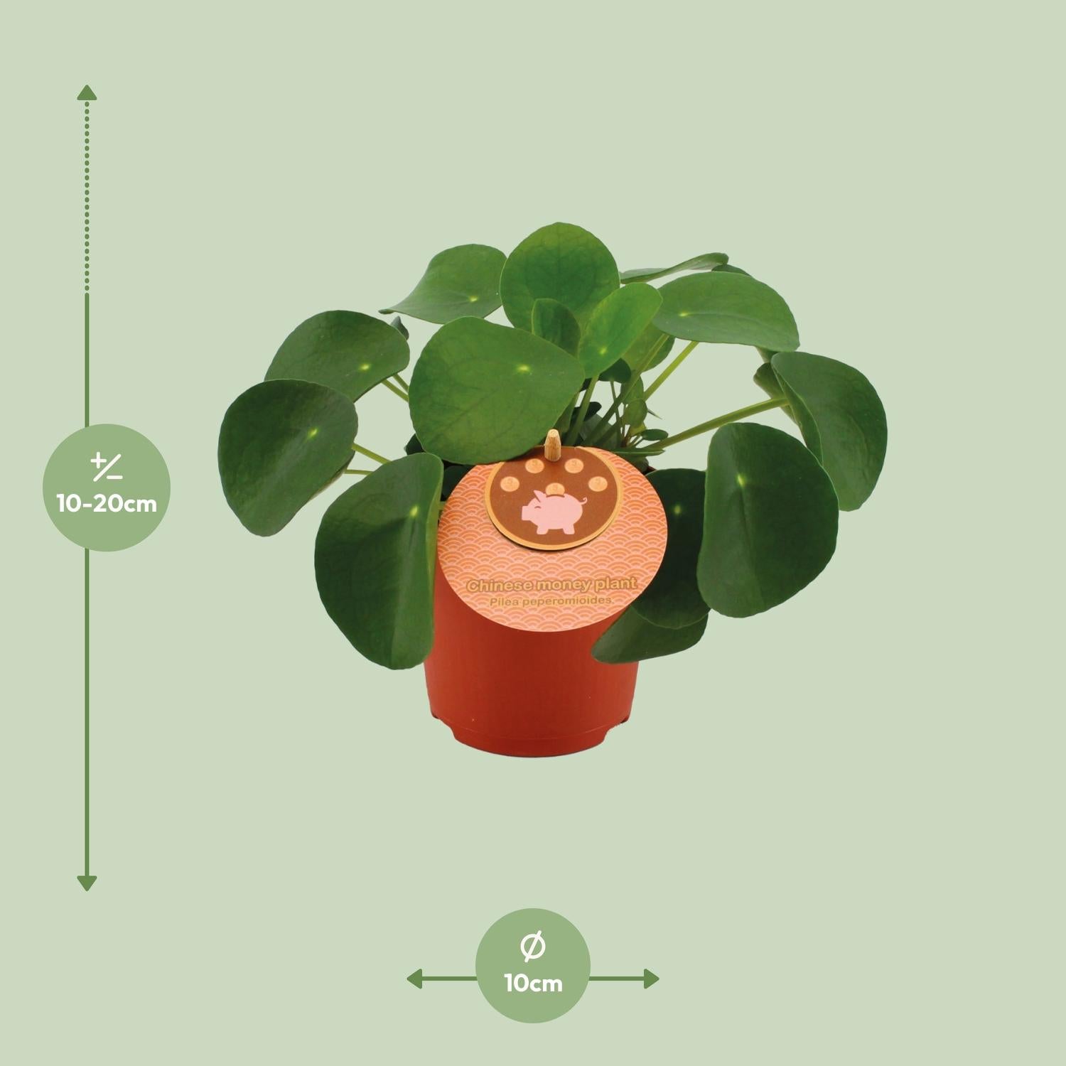 Pilea Peperomioides