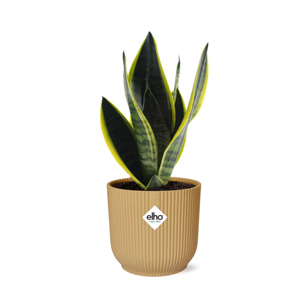 Sansevieria Futura Superba Inkl. Topf Gelb