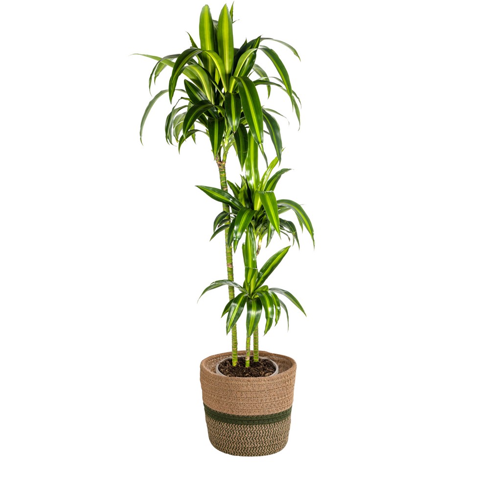Dracaena 'Hawaiian Sunshine' & Korb – Ein Stück Sonne für dein Zimmer 140cm