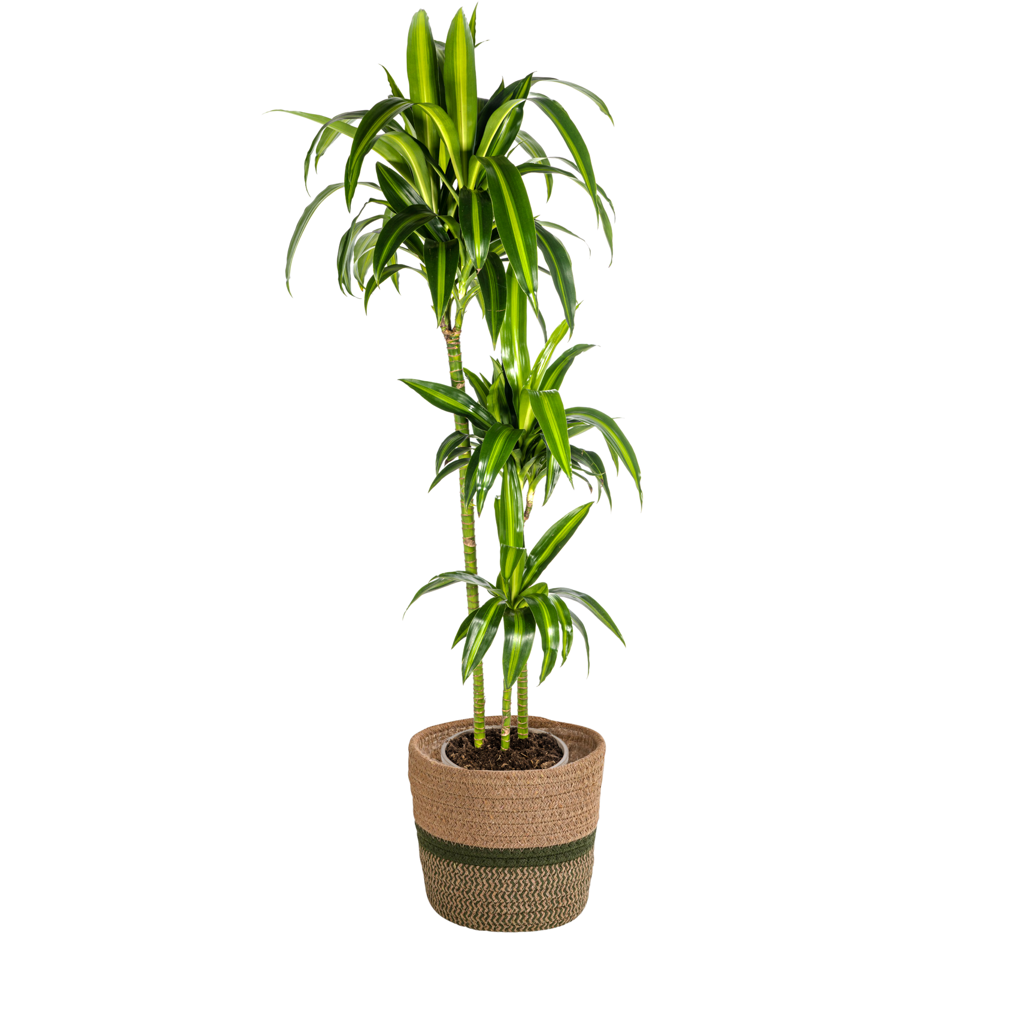 Dracaena 'Hawaiian Sunshine' & Korb – Ein Stück Sonne für dein Zimmer 140cm