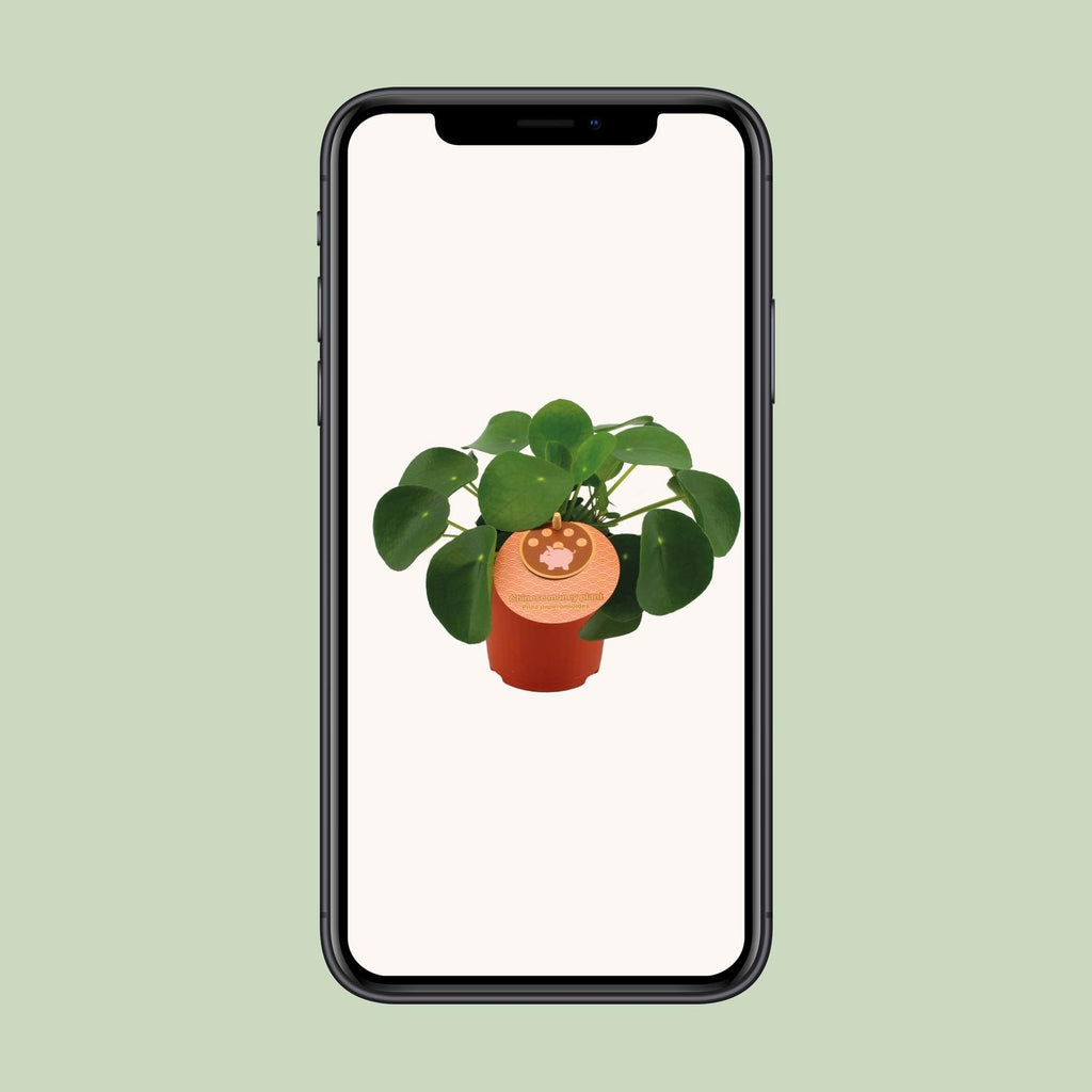 Pilea Peperomioides