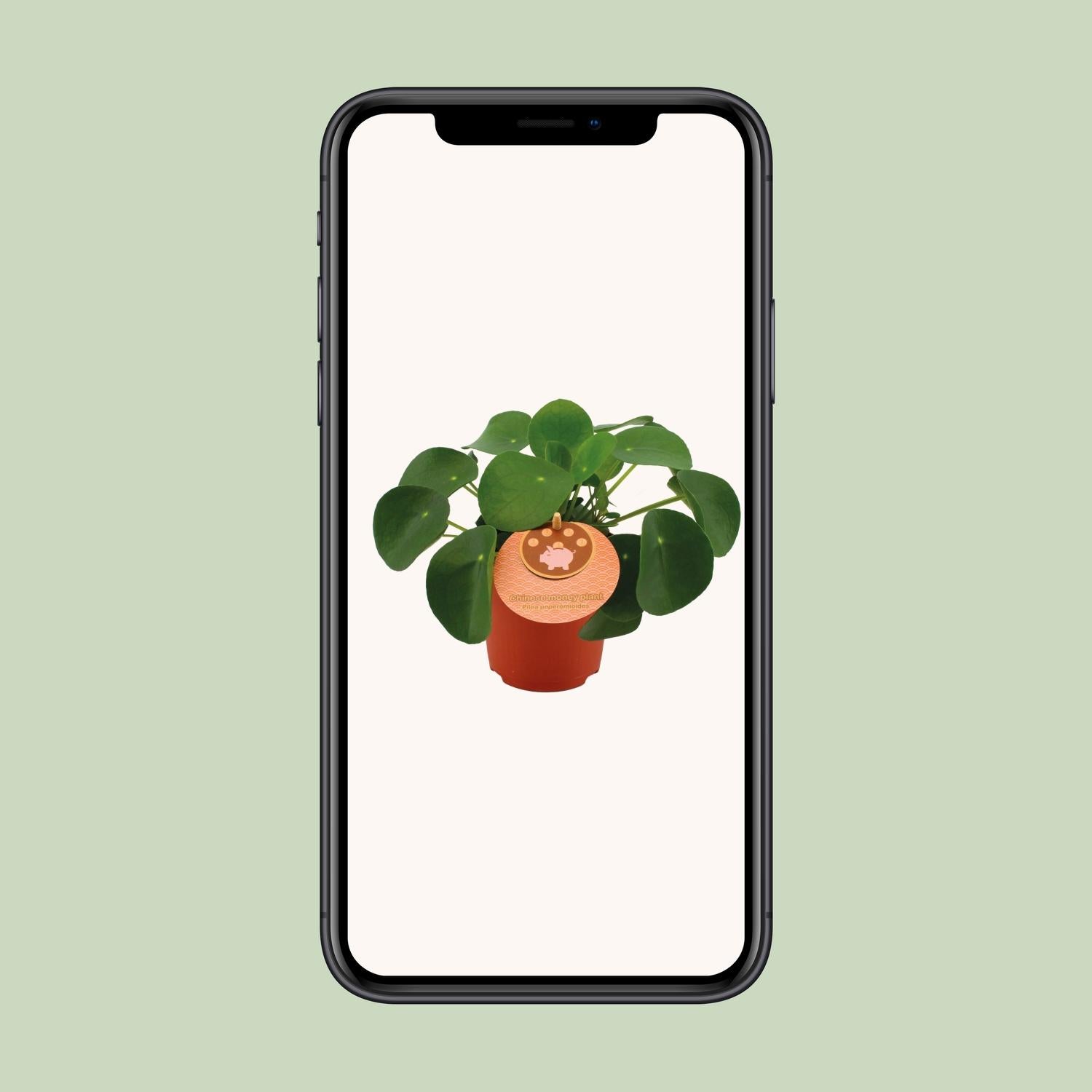 Pilea Peperomioides