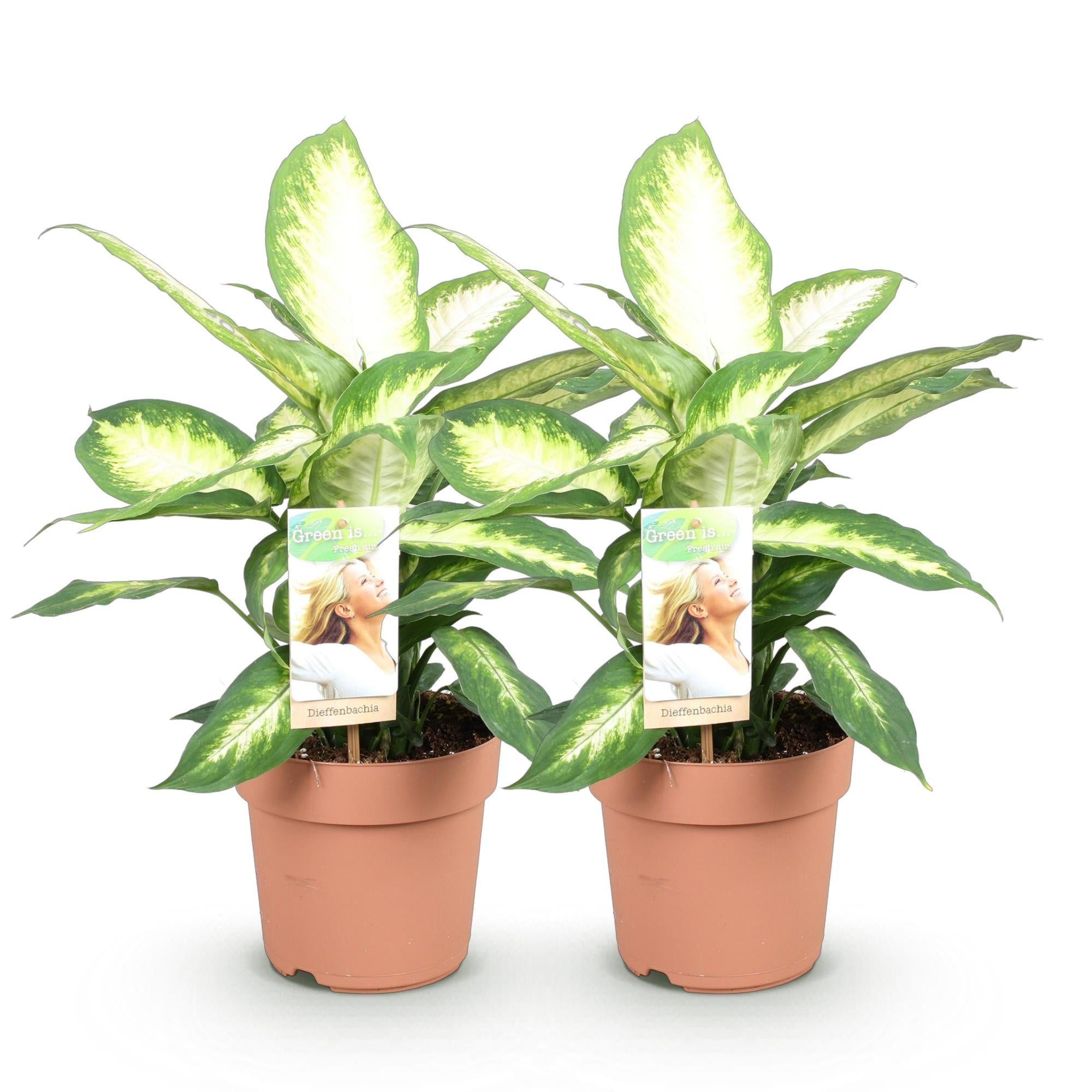 Dieffenbachia Camilla – Ø 17 cm, 45–50 cm