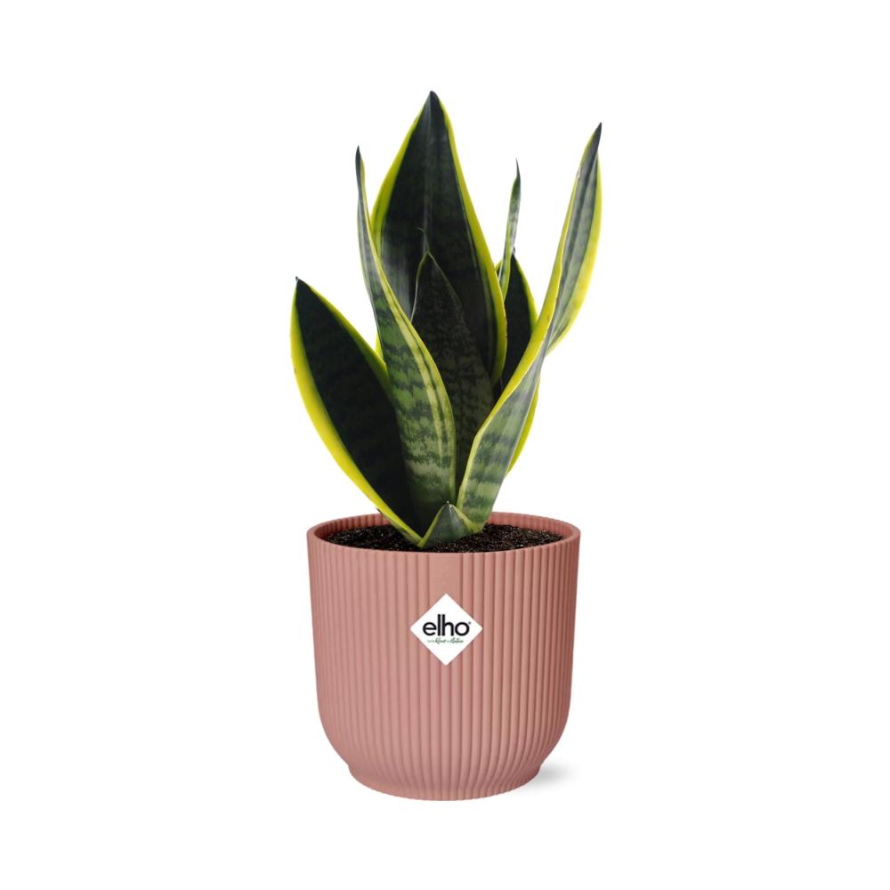 Sansevieria Futura Superba Inkl. Topf Rosa
